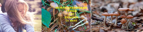 ПСИЛОЦИБИНОВЫЕ ГРИБЫ Армянск
